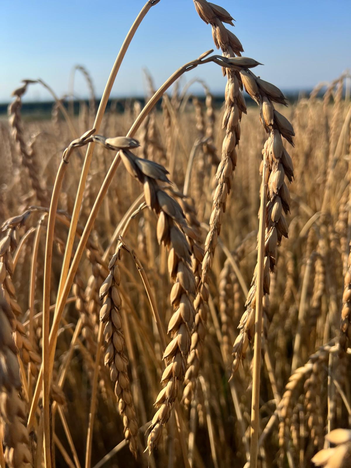 Dinkelkorn auf dem Feld