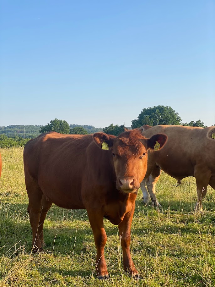 Rinder auf der Weide am Hof-Dahlhoff